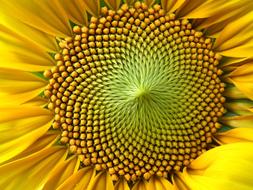 extraordinarily beautiful Sunflower