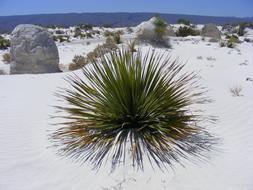 Mexico Cuatro Cinegas White sand desert