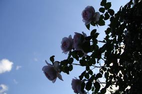 bush of white roses, bottom view