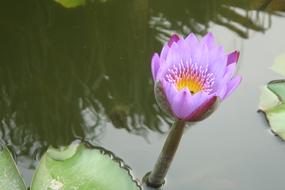 Fuzhou Lotus
