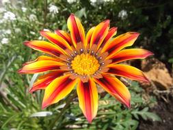 Showers Of Flowers Garden Sunshine