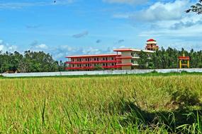 rice field near a farm in india