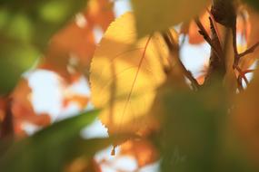 closeup picture of Autumn Fall Foliage Leaves