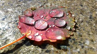Autumn Leaf Drip