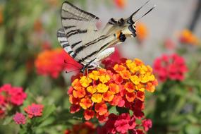 Butterfly on bright Flowers at Summer