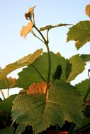 Close-up of the colorful and beautiful vine plant with leaves, under the blue sky