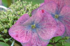 extraordinarily beautiful Hydrangea