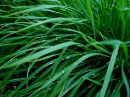 Grass Green Dew Drops Of Morning