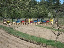 apiary in the garden on a sunny day