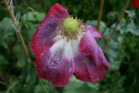 Poppy Flower covered with Raindrops