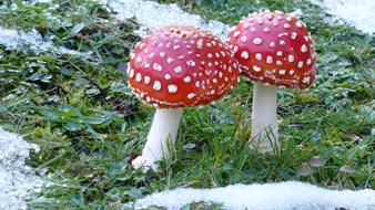 Fly Agaric Mushrooms on Meadow