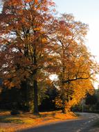 Autumn Walk Golden Colorful