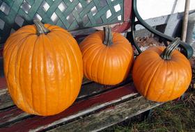 Autumn Orange Pumpkins on bench