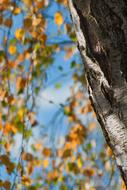 Autumn Tree Birch