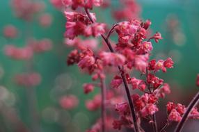 fabulous Shallow Depth