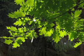 Aesthetic Leaves oak Tree