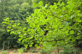 Beautiful landscape with the plants with green foliage, of different shades