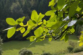 green foliage in bright light close-up on blurred background