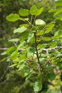 green Leaves Foliage Tree