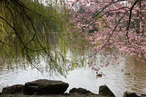 flowering tree near the water