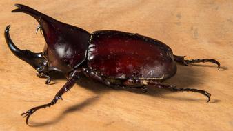 Tropical Beetles Rhinoceros Beetle