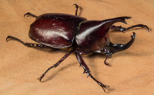 Tropical Beetles Rhinoceros Beetle insect