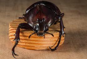 Tropical Rhinoceros Beetle on wood