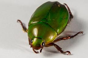 Closeup photo of Green Tropical Beetles
