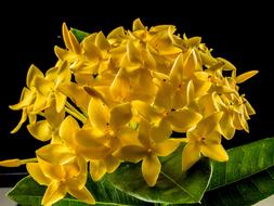 ixora, West Indian Jasmine, fabulous yellow Flowers