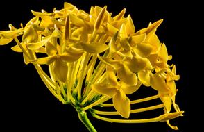 yellow Flowers black background