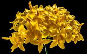 perfect yellow Blossom on black background