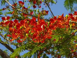 Flourishing Tree Red