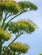 green Agave Flower