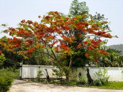 Red Flourishing Tree