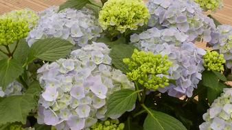 Hydrangeas Flowers Blue Close