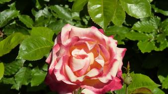 rose bush with pink flower close up