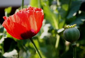 Poppy, red Flower and green seed head