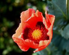 red Poppy Flower Open