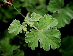 Soft Green Leaf Serrated