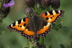 Butterfly Summer