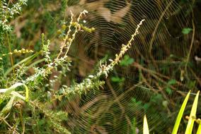 Spider Web at garden