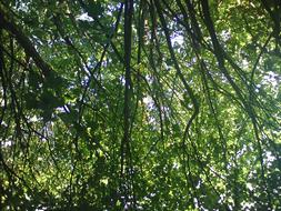 green Tree Leaves Branches