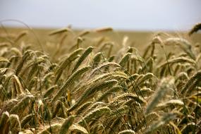 Cereals Rye Field