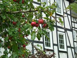 Apple Tree branch with red fruits in front of half-timbered house