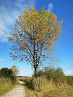 Golden Tree at Autumn