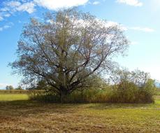 Tree Meadow Green