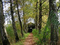 the path to the hut in the forest