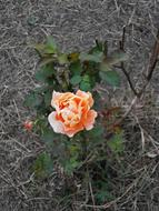 Rose Orange Blossom in garden