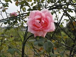 pink roses in the garden on a cloudy day