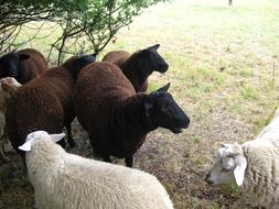 Soft Wool Sheep flock